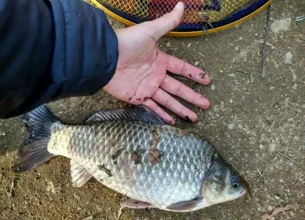 冬天鱼肉钓鱼怎么样，冬天鱼肉钓鱼怎么样钓！-第2张图片-平阳县乌魄百货商行