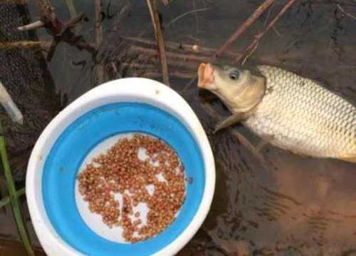 小麦初春钓鱼怎么样，夏季小麦钓鱼怎么样！-第1张图片-平阳县乌魄百货商行