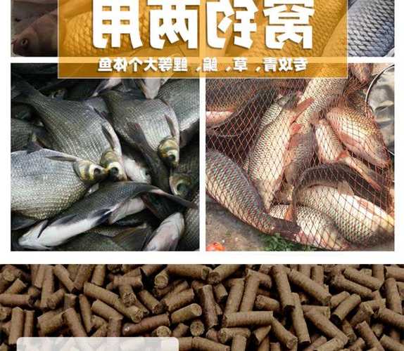 菜籽颗粒钓鱼怎么样，菜籽颗粒钓鱼怎么样好用吗-第1张图片-平阳县乌魄百货商行