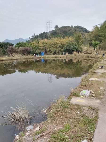 旗山温泉钓鱼怎么样，旗山温泉钓鱼怎么样好玩吗？-第3张图片-平阳县乌魄百货商行