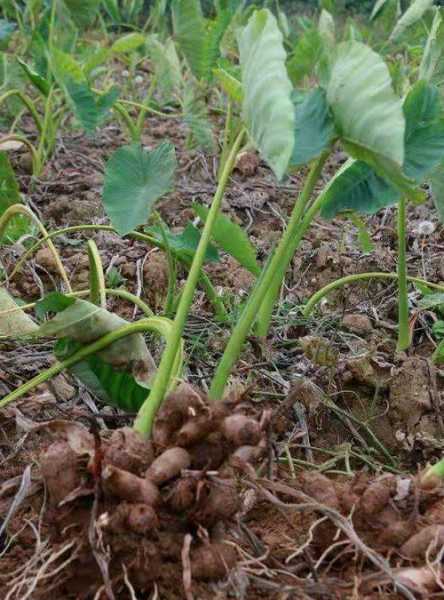 芋头钓鱼效果怎么样？香芋钓鱼？-第2张图片-平阳县乌魄百货商行