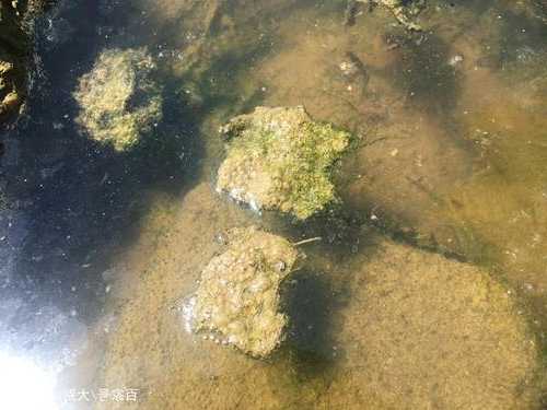 眉山青苔钓鱼怎么样，青苔钩钓技巧图片-第2张图片-平阳县乌魄百货商行