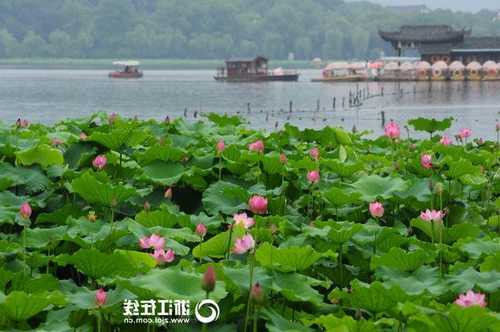 西湖荷塘钓鱼怎么样，西湖边荷花什么时候开-第2张图片-平阳县乌魄百货商行