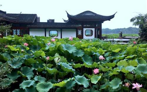 西湖荷塘钓鱼怎么样，西湖边荷花什么时候开-第3张图片-平阳县乌魄百货商行