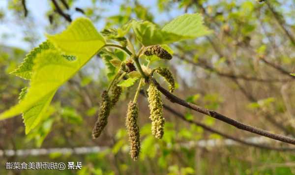 构树林钓鱼怎么样？构树林钓鱼怎么样好钓吗？-第2张图片-平阳县乌魄百货商行