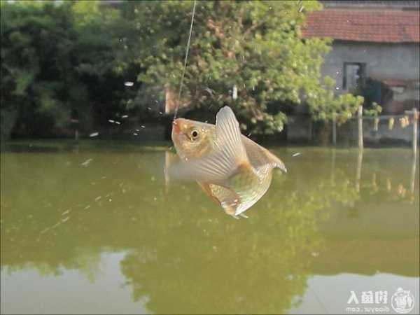 飞鱼江湖钓鱼怎么样？飞鱼攻略？-第3张图片-平阳县乌魄百货商行