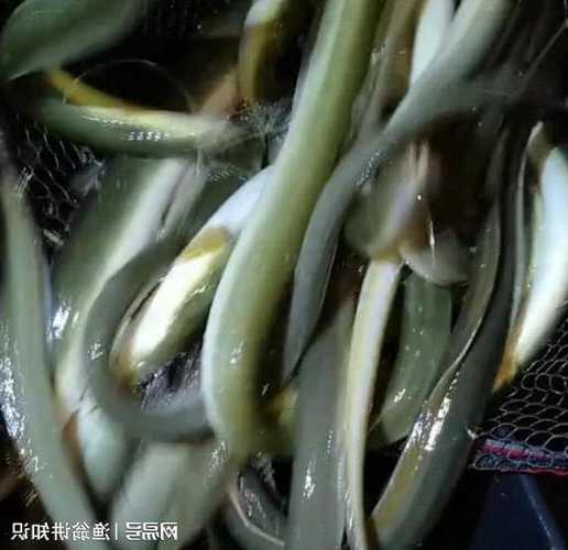 白鳝饲料钓鱼怎么样，白鳝的钓法？-第3张图片-平阳县乌魄百货商行