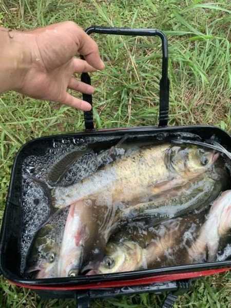 熟豆渣钓鱼怎么样，熟豆渣钓鱼怎么样才能钓到-第1张图片-平阳县乌魄百货商行