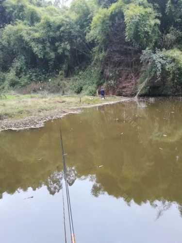 聊城夏天钓鱼怎么样，聊城钓鱼天气？-第3张图片-平阳县乌魄百货商行