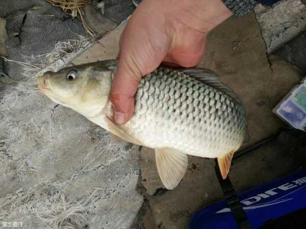 夏天红虫钓鱼怎么样？夏天红虫钓鱼效果怎么样？-第3张图片-平阳县乌魄百货商行