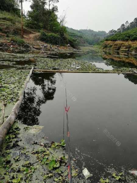 永兴渡口钓鱼怎么样，永兴钓场！-第2张图片-平阳县乌魄百货商行