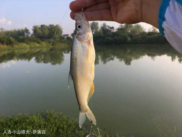 大河涨水钓鱼怎么样，大河涨水好不好钓翘嘴！-第1张图片-平阳县乌魄百货商行