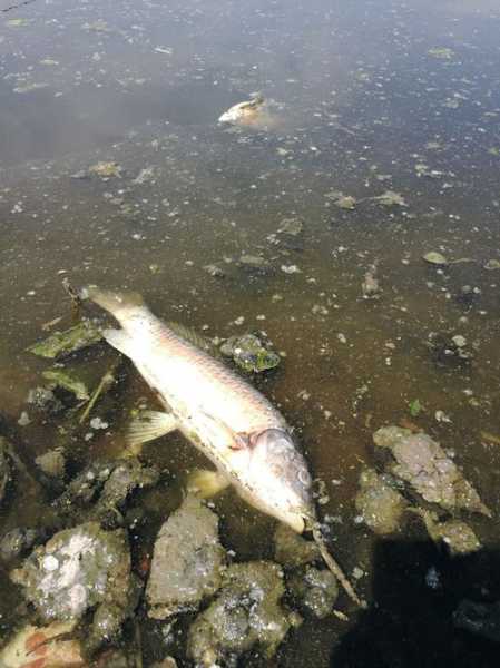 钓鱼怎么样避免死鱼，钓鱼怎么防止？-第3张图片-平阳县乌魄百货商行