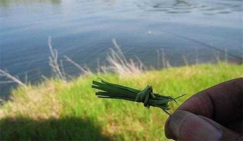 草边钓鱼怎么样，夏季钓草边！-第1张图片-平阳县乌魄百货商行