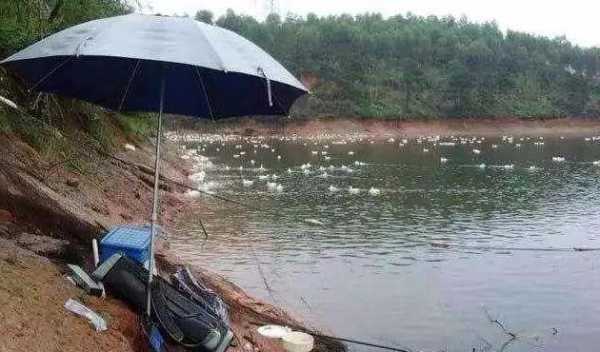 下了大雨钓鱼怎么样，下大雨钓鱼钓深还是浅-第2张图片-平阳县乌魄百货商行