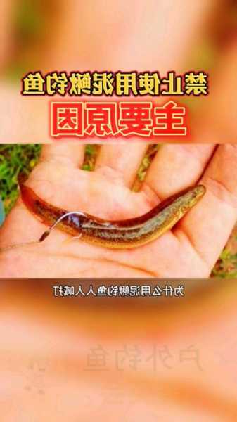 大化泥鳅钓鱼怎么样？大化泥鳅钓鱼怎么样好钓吗？-第1张图片-平阳县乌魄百货商行