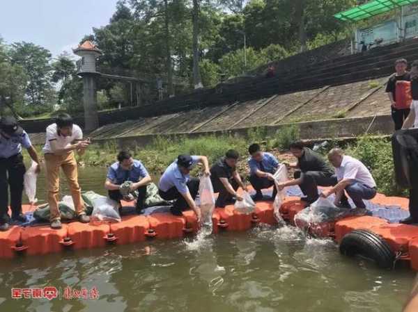 柴油钓鱼效果怎么样，柴油对鱼苗有影响吗？-第1张图片-平阳县乌魄百货商行