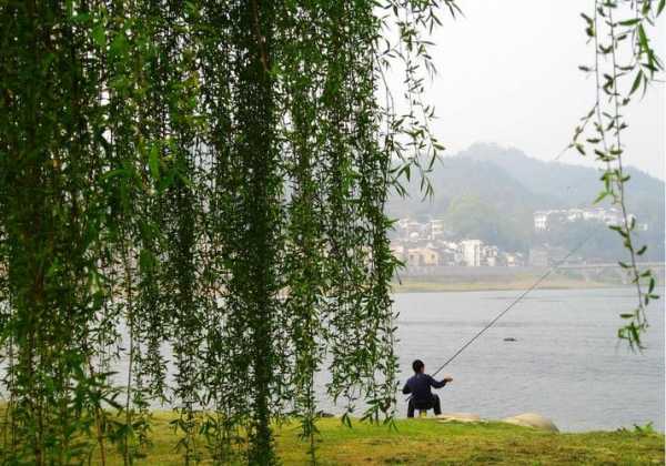 西湖柳树钓鱼怎么样，西湖柳树钓鱼怎么样好钓吗-第3张图片-平阳县乌魄百货商行