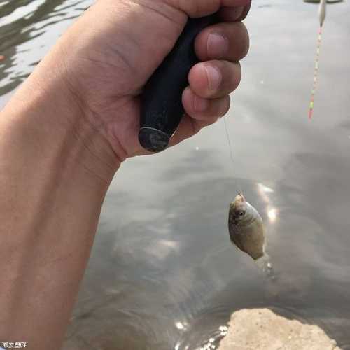 湛河钓鱼怎么样，湛河有多深！-第2张图片-平阳县乌魄百货商行