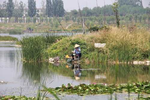 江阴荷塘钓鱼怎么样，荷塘钓鱼场怎么样-第2张图片-平阳县乌魄百货商行