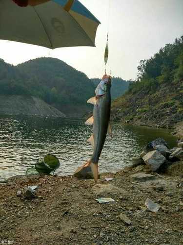 瀛湖泥鳅钓鱼怎么样？瀛湖泥鳅钓鱼怎么样好钓吗？-第2张图片-平阳县乌魄百货商行