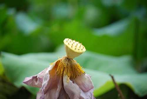 香花钓鱼效果怎么样，香花钓鱼效果怎么样呀！-第2张图片-平阳县乌魄百货商行