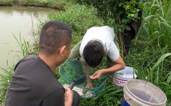 水柿子钓鱼怎么样，水柿子钓鱼怎么样好钓吗？-第3张图片-平阳县乌魄百货商行