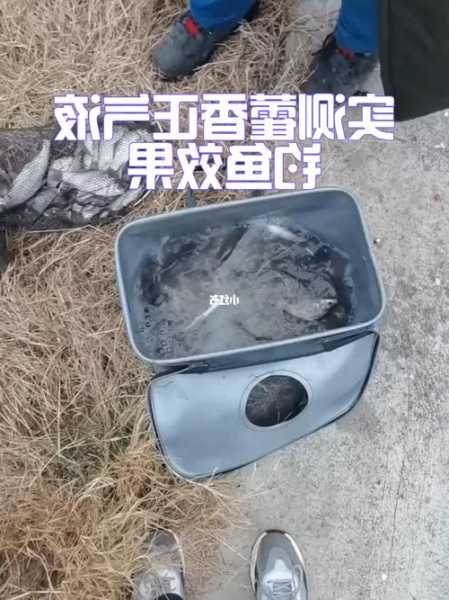 藿香水钓鱼怎么样？藿香水钓鱼怎么样用？-第1张图片-平阳县乌魄百货商行