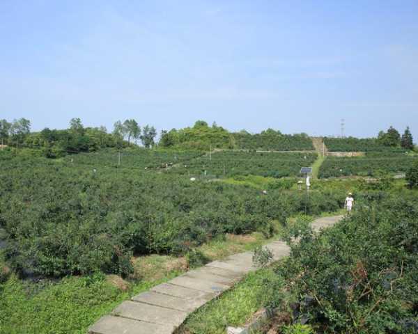 永川蓝莓钓鱼怎么样，永川西山蓝莓园地址！-第3张图片-平阳县乌魄百货商行