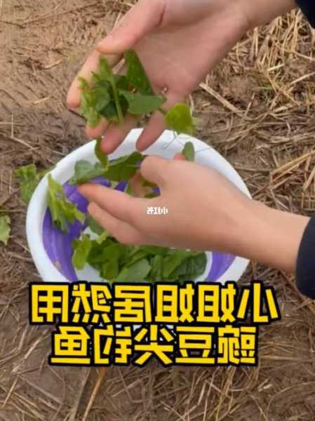 煮熟豌豆钓鱼怎么样，煮熟豌豆钓鱼怎么样好用吗-第2张图片-平阳县乌魄百货商行