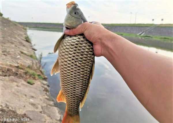 夏季早晨钓鱼怎么样？夏季早晨钓鱼怎么样好钓？-第1张图片-平阳县乌魄百货商行