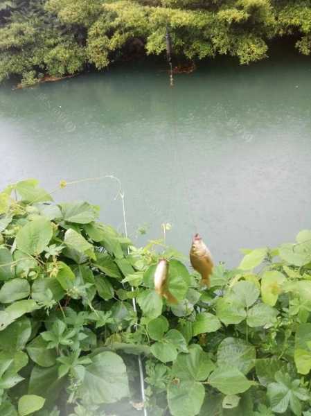 浙江麻雀钓鱼怎么样，杭州麻雀密度？-第3张图片-平阳县乌魄百货商行