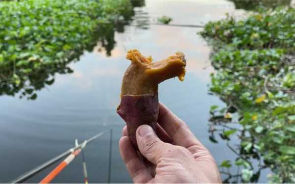 速食红薯钓鱼怎么样？红薯钓鱼的秘方？-第3张图片-平阳县乌魄百货商行