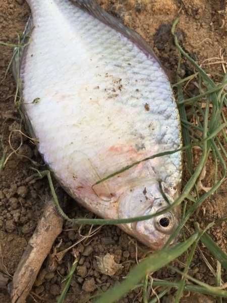 浉河钓鱼怎么样，祊河能钓鱼吗？-第2张图片-平阳县乌魄百货商行