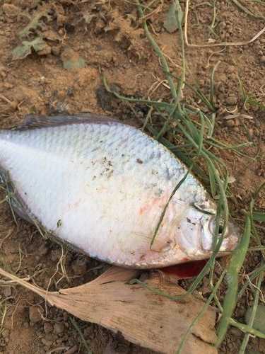 浉河钓鱼怎么样，祊河能钓鱼吗？-第3张图片-平阳县乌魄百货商行