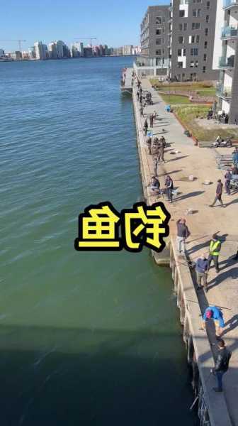 鱼群钓鱼直播怎么样，钓鱼直播团队招聘？-第3张图片-平阳县乌魄百货商行