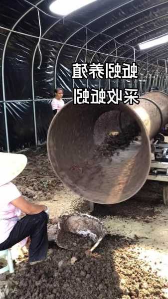 养大蚯蚓钓鱼怎么样，大蚯蚓养殖技术教程！-第3张图片-平阳县乌魄百货商行