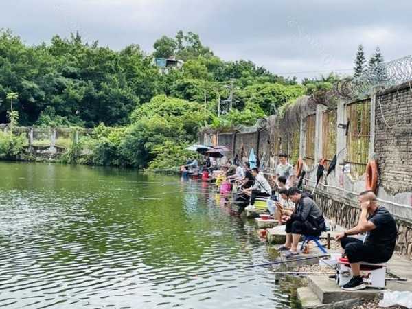 松子钓鱼效果怎么样，松子坑钓鱼场怎么样！-第1张图片-平阳县乌魄百货商行