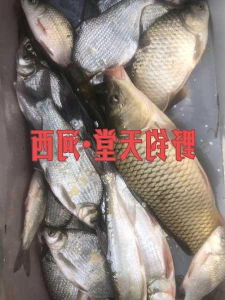 近期合肥钓鱼怎么样？合肥钓鱼指数实时查询？-第2张图片-平阳县乌魄百货商行