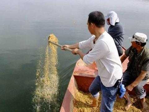 上海肥水怎么样钓鱼，肥水区域用什么饵料好-第1张图片-平阳县乌魄百货商行