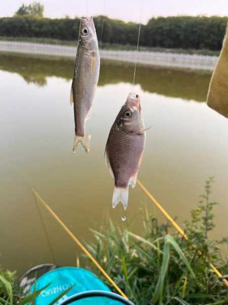 仙姑水库钓鱼怎么样，仙姑水库钓鱼怎么样啊？-第2张图片-平阳县乌魄百货商行