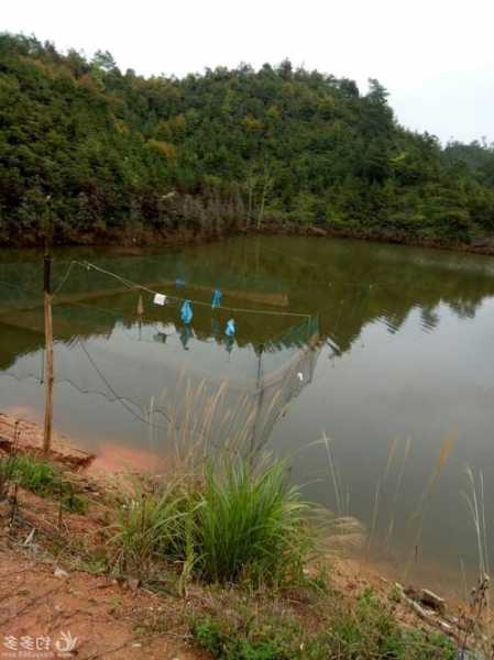 沙河小集钓鱼怎么样？沙河小集钓鱼怎么样好钓吗？-第3张图片-平阳县乌魄百货商行