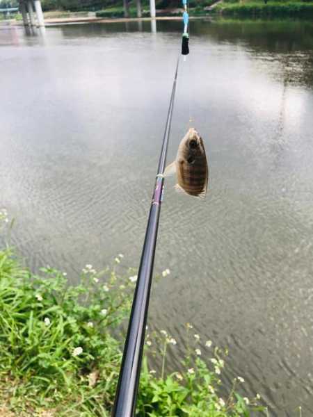 荷花河道钓鱼怎么样，荷花河道钓鱼怎么样好钓吗-第1张图片-平阳县乌魄百货商行