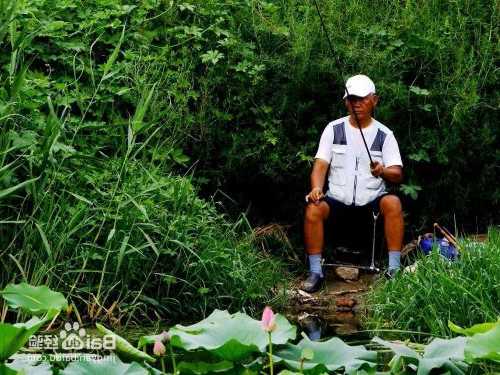 荷花河道钓鱼怎么样，荷花河道钓鱼怎么样好钓吗-第2张图片-平阳县乌魄百货商行