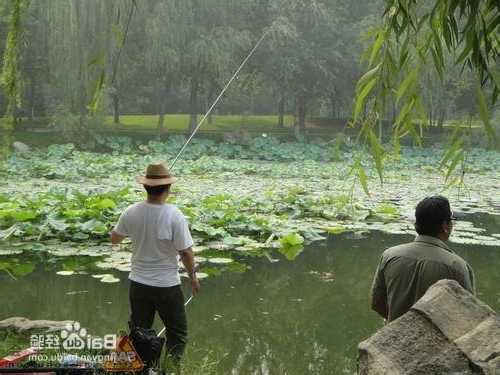 荷花河道钓鱼怎么样，荷花河道钓鱼怎么样好钓吗-第3张图片-平阳县乌魄百货商行