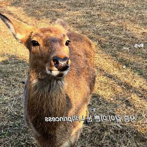 冬天小鹿钓鱼怎么样？小鹿怎么过冬?？-第1张图片-平阳县乌魄百货商行